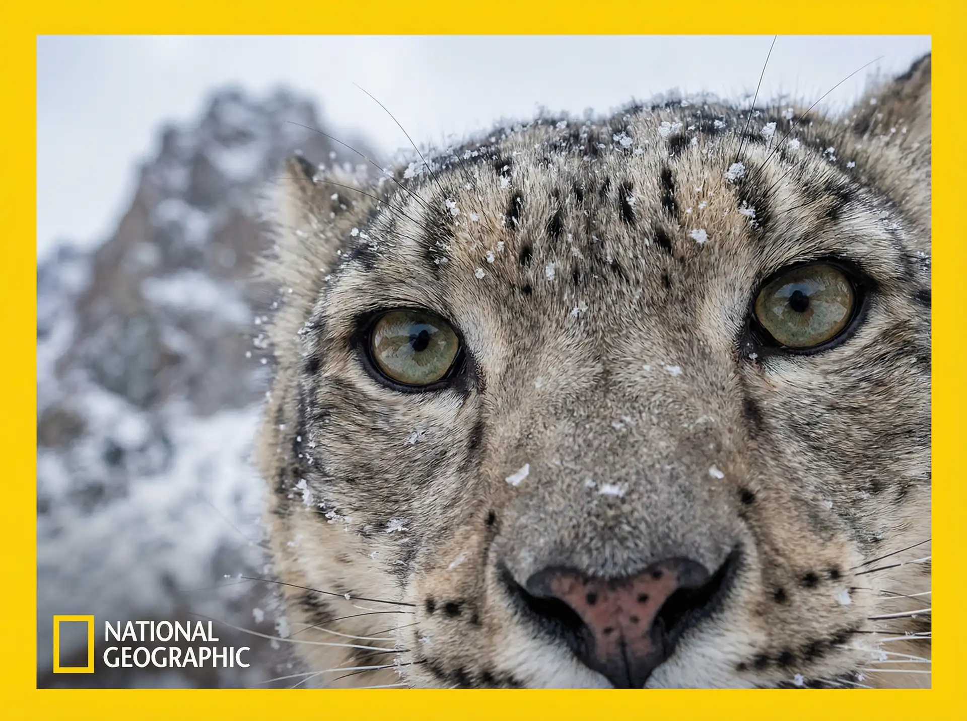 雪豹追踪 - 猎奇视频 探花网